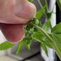 Winnaar Nobelprijs voor de Vrede: 'Stop met war on drugs'