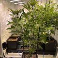 Grootste cannabis & kankeronderzoek ooit