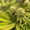 De beste anti-War on Drugs speech ooit