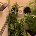 Doe jezelf een lol en hotbox je hoofd