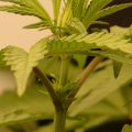 De beste anti-War on Drugs speech ooit