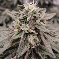Grootste cannabis & kankeronderzoek ooit
