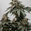 De onzin van het 'luie stoner' stereotype