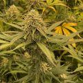 VOC: Toekomst Cannabis Social Clubs