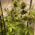 6 x waarom cannabis helpt bij migraine!
