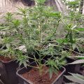 Grootste cannabis & kankeronderzoek ooit