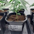 De beste anti-War on Drugs speech ooit