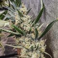 6 x waarom cannabis helpt bij migraine!