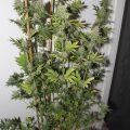 6 x waarom cannabis helpt bij migraine!