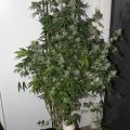 6 x waarom cannabis helpt bij migraine!
