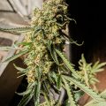 Braziliaanse dealer fopt politie met haan