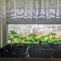 Medicinale cannabis • Mediwietsite Weekjournaal #10/11