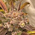 6 x waarom cannabis helpt bij migraine!