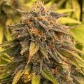 Grootste cannabis & kankeronderzoek ooit
