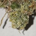 De beste anti-War on Drugs speech ooit