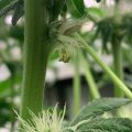 CannaTommy kweekt bloemen ...en helaas ook ballen...