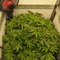 AK Choco Kush eet als een bouwvakker, en laat haar eerste bloeiharen zien