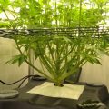 Ak Choco Kush bloeit en wordt gesnoeid
