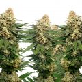 Dynamighty Autoflower: automatisch explosief met een vleugje cacao & diesel