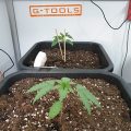 Zalige cannabis Kerst met de sterren ;-)