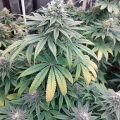 Vette trailer! Snoop & Wiz <i>on the high road</i>
