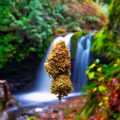 Medicinale cannabis • Mediwietsite Weekjournaal #16