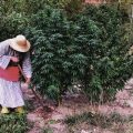 Na 9 juni mogen Thaise huishoudens zoveel wietplanten kweken als ze willen