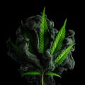 Medicinale cannabis • Mediwietsite Weekjournaal #13