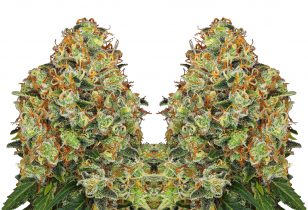 sweet tangerine tango automatic