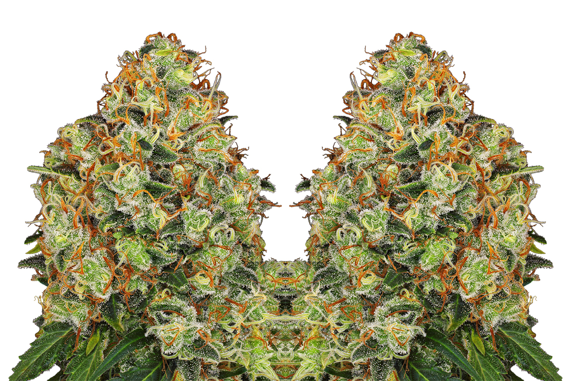 sweet tangerine tango automatic