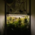 Zalige cannabis Kerst met de sterren ;-)