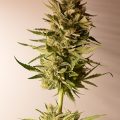 De onzin van het 'luie stoner' stereotype