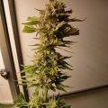 De 11 leukste stoner-videogames