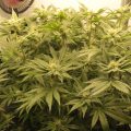 Toppen en bananen bij CannaTommy's AK Choco Kush
