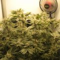 Verpletterend vooruitzicht bijna afgebloeide AK Choco Kush