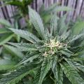 De beste anti-War on Drugs speech ooit