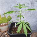 De beste anti-War on Drugs speech ooit