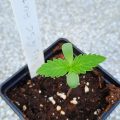 De beste anti-War on Drugs speech ooit