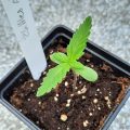 Column: 'Okra? Geen wiet?! Oh crap!'