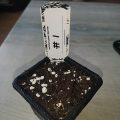 Steentijd Stoners - Hoe onze voorouders high werden (part I)