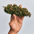 Medicinale cannabis • Mediwietsite Weekjournaal #19