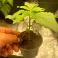 Vette trailer! Snoop & Wiz <i>on the high road</i>