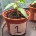 Echt waar: rabbi en pastoor willen mediwiet kweken