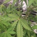 Braziliaanse dealer fopt politie met haan