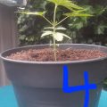 1.600 Italianen krijgen 5 gram home-grown mediwiet