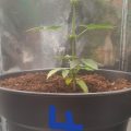 De onzin van het 'luie stoner' stereotype