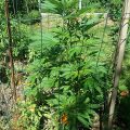 Alain Bollen - Het gedrocht van de Belgische wet inzake cannabis