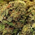 Braziliaanse dealer fopt politie met haan