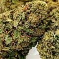 VOC: Toekomst Cannabis Social Clubs