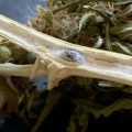 VOC: Toekomst Cannabis Social Clubs